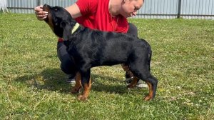 Волга из ДТ 3,5 мес