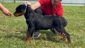 Варна из ДТ 3,5 мес