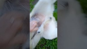В гостях на передержке у Барсика  

Барсик ищет дом, собирается на кастрацию