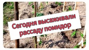 Сегодня высаживали рассаду помидор