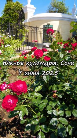 Парк Южные культуры, Сириус, Сочи. 7 июня 2025