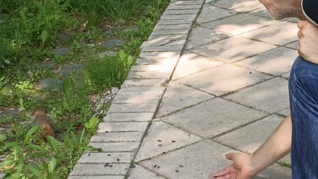 Белка в парке.mp4