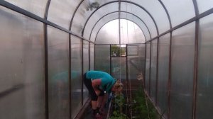 Поставили бассейн. Подвязываю огурцы. На ужин шашлык.