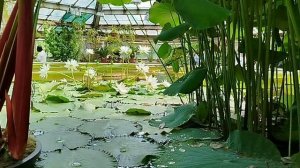 Ботанический сад Петра Великого