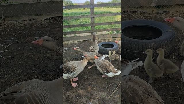 Доброе утро из деревни 🏡 Гуси выходят на прогулку