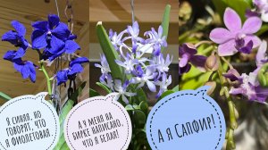 Что цветёт в совешне в начале июня? Обзор цветущих орхидей: фаленопсисы, ванды, всякое другое