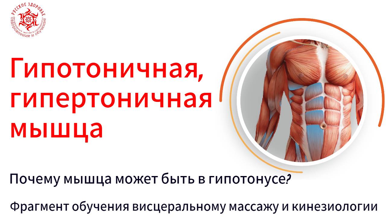 Гипотоничная, гипертоничная мышца. Почему мышца может быть в гипотонусе? Фрагмент обучения