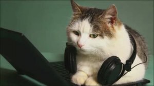 Кошки в музыке: чарующие звуки мяу-мелодий  #смешно  #породистыекошки #юмор #кошки