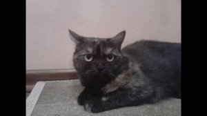 Samsung GT-S5610 - Любимый телефон школьников, или как живётся