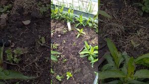 Растут сеянцы флоксов