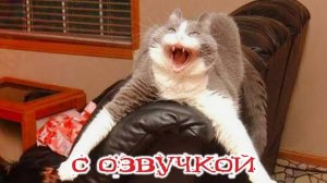 ПРИКОЛЫ С КОТАМИ! С ОЗВУЧКОЙ! Самые смешные животные!!!