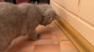 Всем пока, завтра выложим новое видео) Будем следить как я подрастаю, всем мяу)