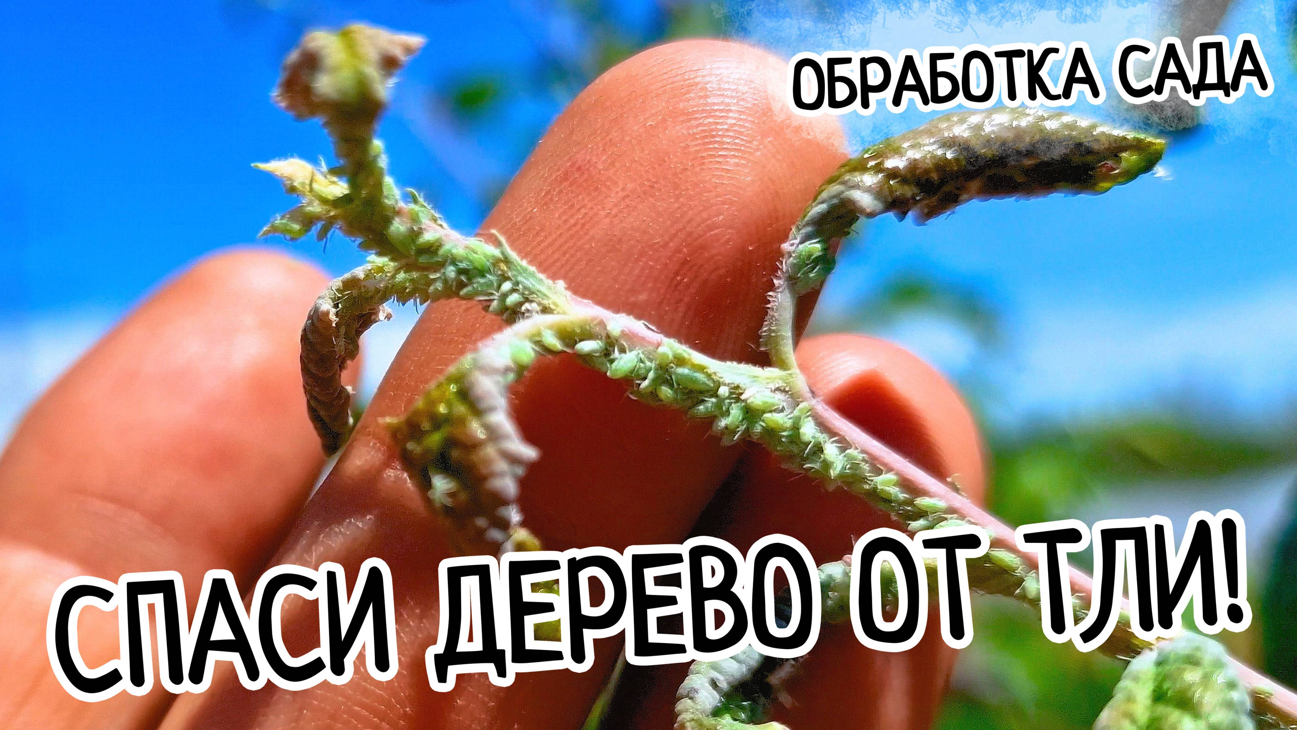 Тля ИСЧЕЗЛА за ЧАС! Обработка деревьев! Как бороться с вредителями в саду!