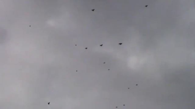 Пытаемся по немного поставить на крыло , молодые 24г. смотреть онлайн