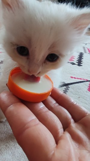 Аппетитно чавкающий котенок:)   #милота😍😍 #beautiful #котенок #kitten