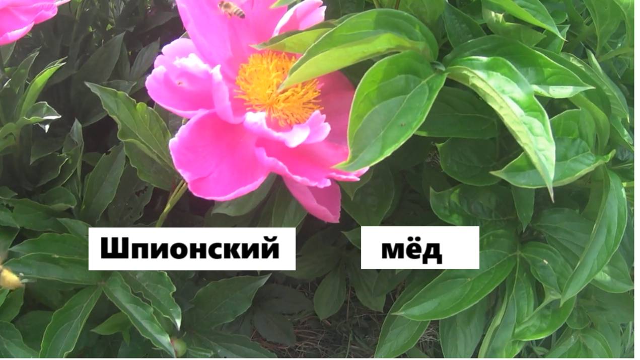 Шпионский мёд.