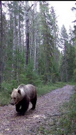 Медвежьи будни в НП "Онежское Поморье"