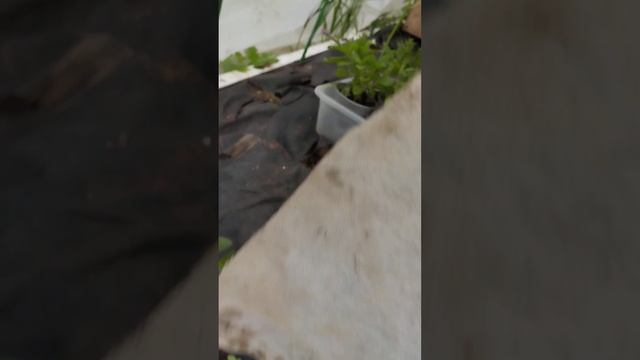 Мои посадки на даче на 4 мая! смотреть онлайн