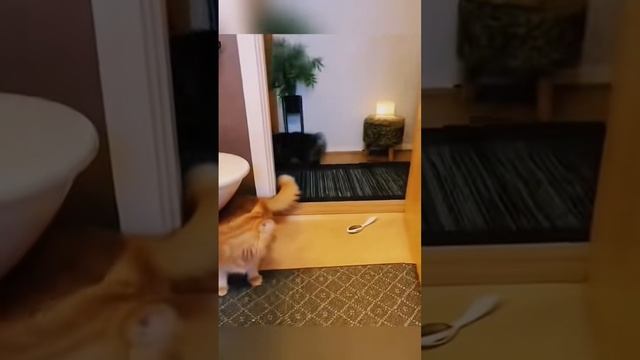 Котики