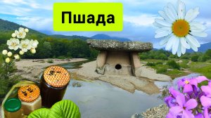 #149 Пшада 2025 натуральный Мёд, тайны о древних Дольменах #леснаяцаревна #sumkiberry #пойдемсомной