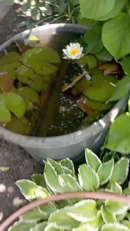 Друзья, в видео делюсь:
• краткой историей создания прудика
• подготовкой замены воды 
• как сохрани