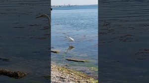 Белая цапля на охоте. 7 утра.