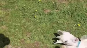 Не прошёл фейсконтроль загона🐐🫏😂