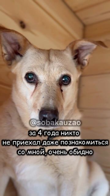 Белочка из приюта Щербинка ищет дом. Собака Юзао