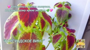 Колеусы-обзор волшебных красок.🌿💖