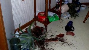 Плюсы и Минусы ДЕРЖАТЬ КОТА ДОМА