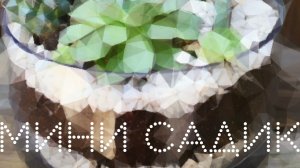 Садик из Кактусов Рипсалис суккуленты