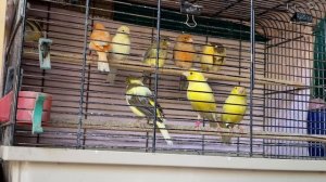 Канарейки (самки )07-06-2025