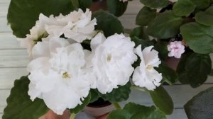 В какой горшок лучше посадить фиалку. ЕК-Свадьба. ЕК-Пиноккио.#фиалки #цветыдлядома #фиалкипочтой