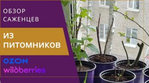 Обзор саженцев из питомников c Озон и Wildberries • Что растет на подоконнике