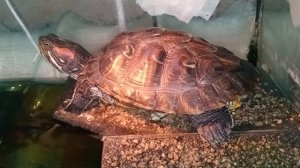 красноухая черепаха греется 07-06-2025