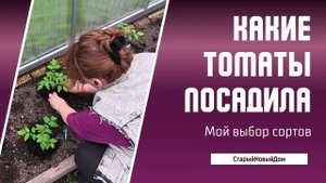 Какие томаты посадила в этом сезоне — 22 сорта в теплице и кашпо