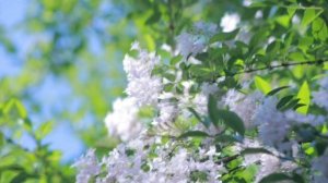 Спокойная Музыка Пианино.