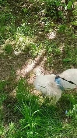 Летняя прогулка Дейзи в парке.🐶❤️
