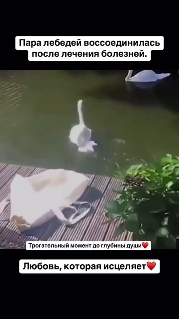 Истинная любовь – это не просто чувство, это сила, спос...оет... не привязывает, не сковывает – она