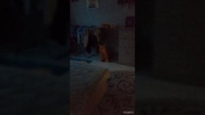 Video_20250607040049101_by_Filmigo.mp4