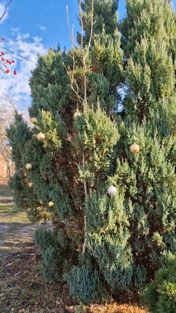 Новогоднее настроение в Краснодаре!☃️#краснодар2024 #краснодар #новыйгод