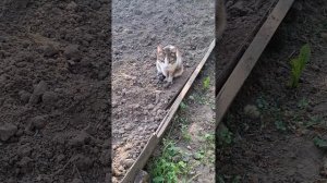 приветули красотули