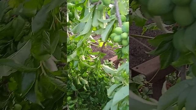 Обломилась ветка шарафуги после ливня