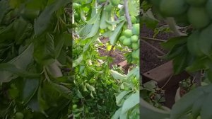 Обломилась ветка шарафуги после ливня