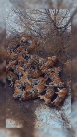 Тигры #тигры #животные #shortvideo #short #video #милота #амур #китай #россия #тренды #новости #юмор