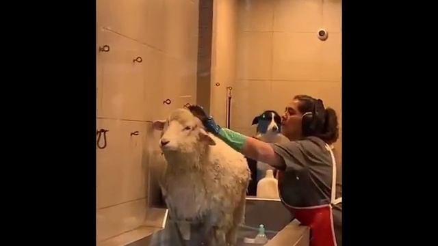 ЛУЧШЕЕ ЗА МЕСЯЦ #8 - Жизнь веселых людей 🤣🤣 ПОПРОБУЙ НЕ РАССМЕЯТЬСЯ