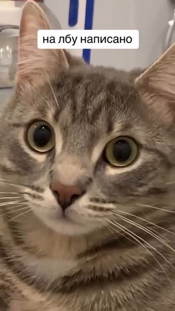 Кот 🐈 по имени "Volkswagen" - прекрасное имя,не находите?💖😻🤗