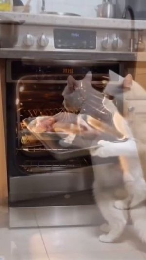 Белый кот из нейросети готовит мясо
