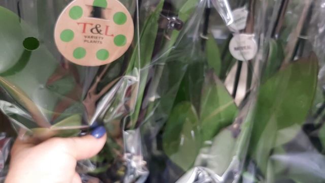 07.06.2025г. Свежие орхидеи и замечательная уценка в с/ц Планета лета.