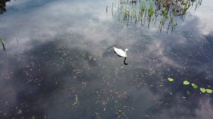 Лебедь в окресностях Эжвы